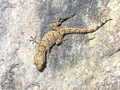 Gecko, kayalar, doku, ejderha, kamuflaj, sürüngen, kertenkele