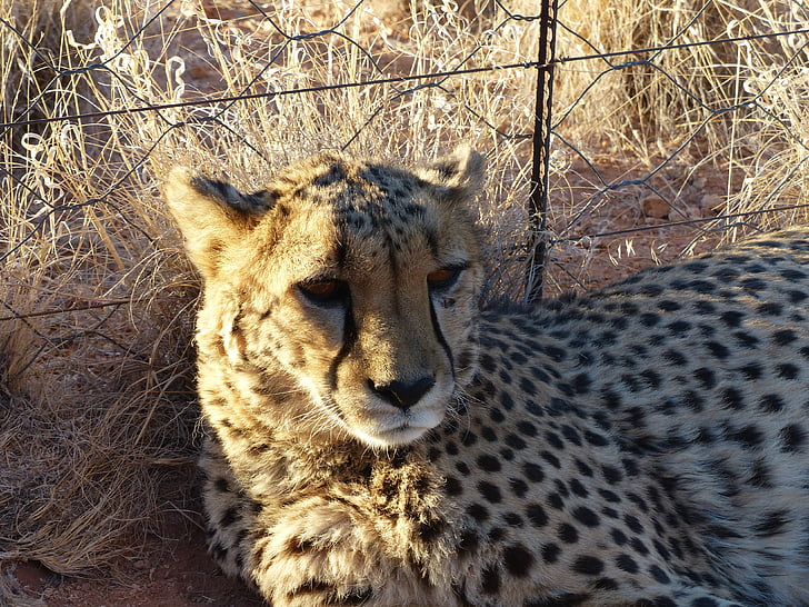 Cheetah, tamme, Nambia, Hammerstein lodge