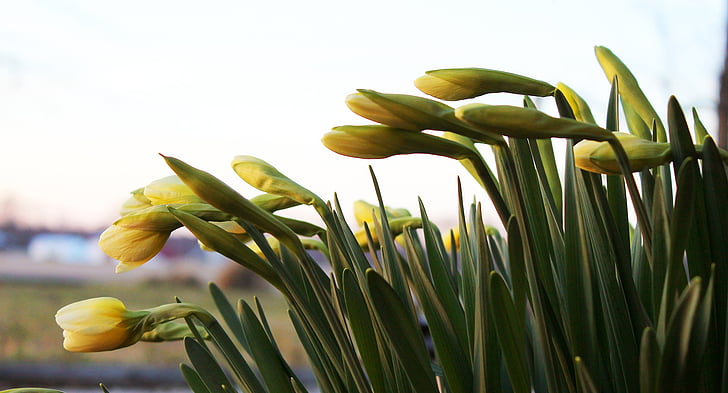 Daffodil, mencapai, hijau, muda, segar, musim semi, mekar