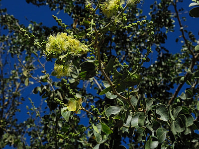 pithecellobium-Дульсе, цветок, дерево, Блоссом, Блум, Природа, небо