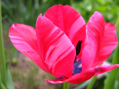 Tulipan, Słupek, ogród, kwiat, wiosna, Natura, roślina