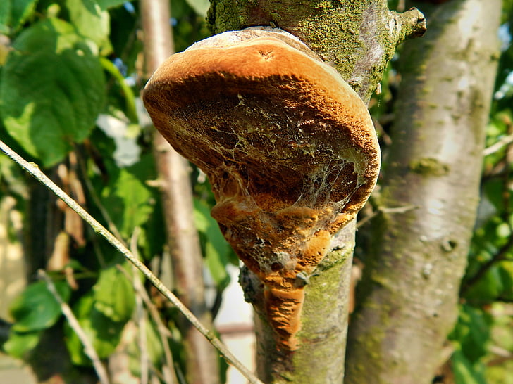 hub, the parasite, tree, mushrooms, harmful