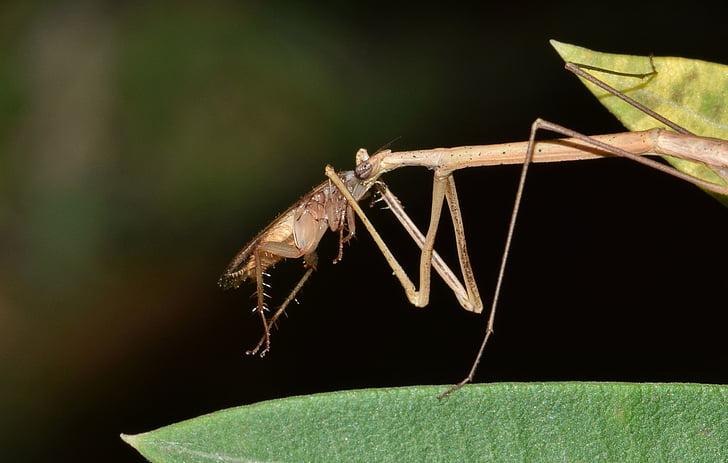 Stick insect, wandelstok, insect, bug, insectachtig, dunne, mager
