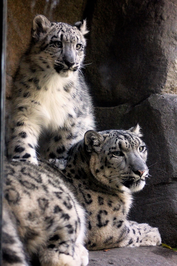 snow cats, mother, nature, cute, animal, wildlife, carnivore