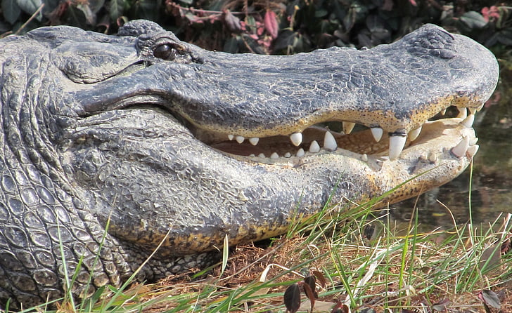 alligator, head, teeth, wildlife, mouth, jaws, close up