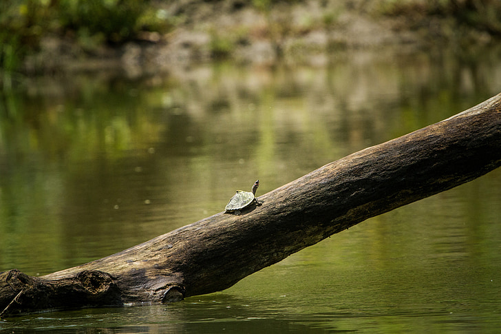 Assam, schildpad, overdekt, India, water, natuurlijke, Indiase