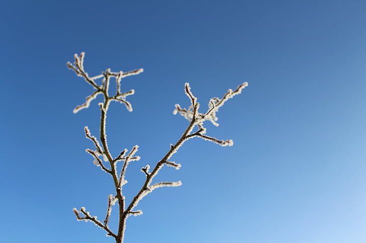 Frost, podružnica, zamrznjeni, sinje modra, nebo, hladno, pozimi