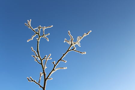 frost, branch, frozen, sky blue, sky, cold, winter