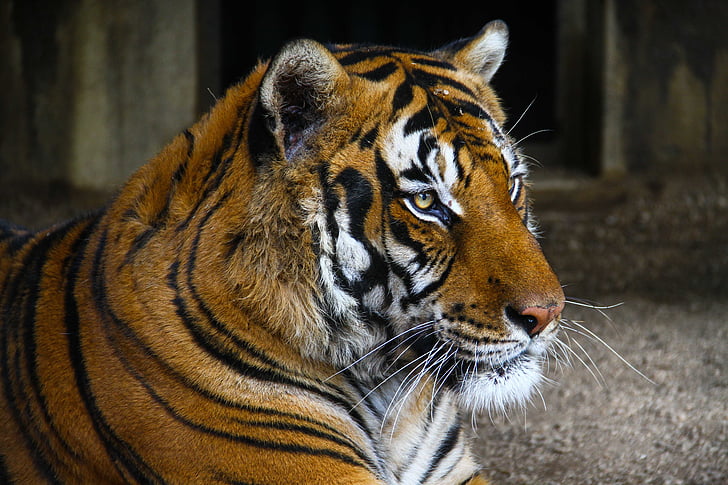 Tigre, Parque zoológico, gato salvaje, un animal, fauna silvestre, animales en la naturaleza, temas de animales