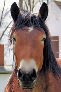 paard, hoofd van het paard, pferdeportrait