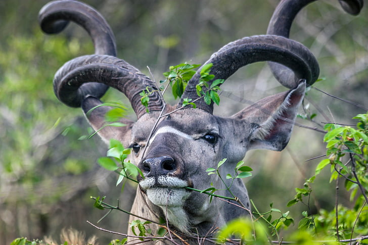 Kudu, Buck, Kruger, riserva, cornuto, animale, mammifero