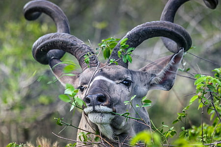 kudu, fanfarrão, Kruger, Reserva, com chifres, animal, mamífero