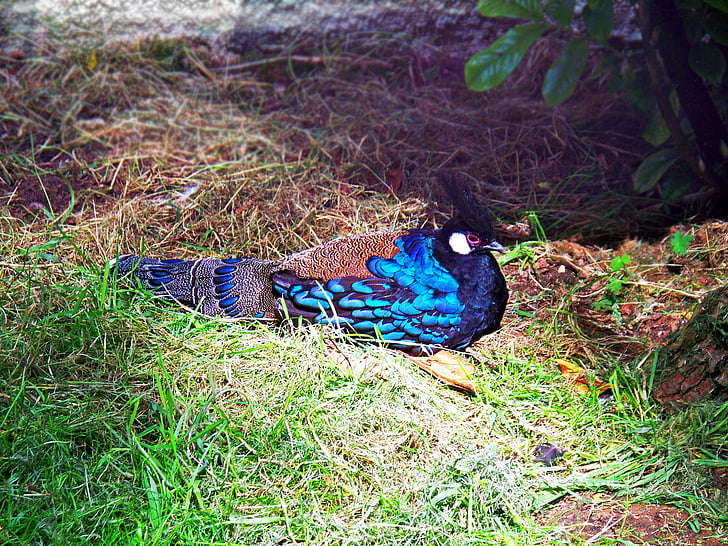 peacock-faisán de Palawan, faisán, Polyplectron napoleonis, pájaro, azul, hombre, martillo