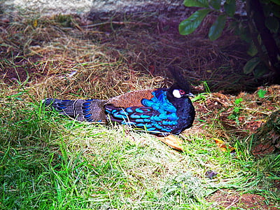 Palawan pavão-faisão, faisão, Polyplectron napoleonis, pássaro, azul, macho, galo