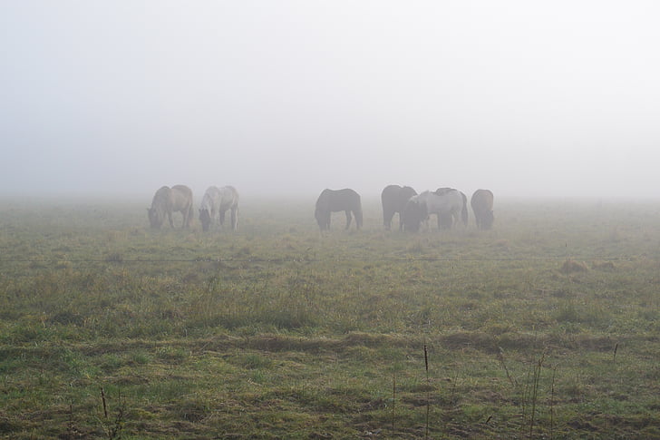horses, fog, morning mist, landscape, atmosphere
