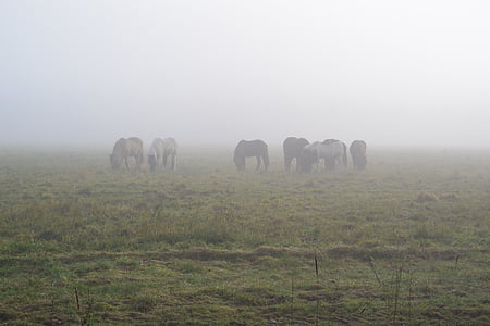 cavalli, nebbia, nebbia di mattina, paesaggio, atmosfera
