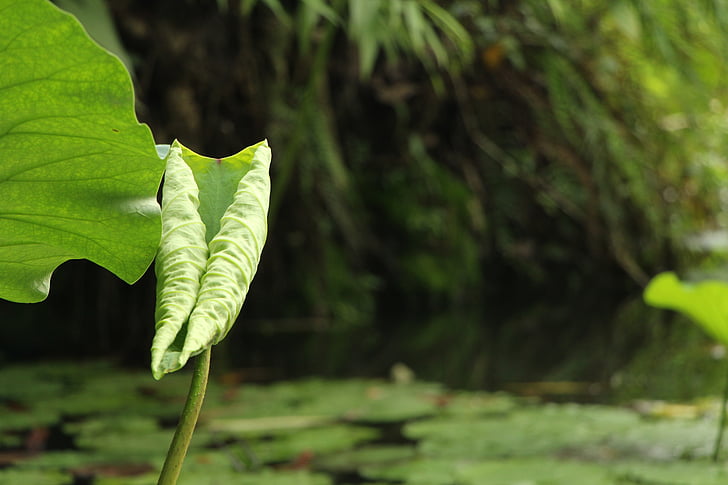 lotoso lapas, tvenkinys, žalia
