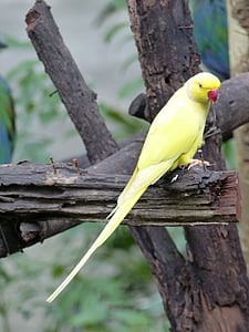papuga długoogonowa, żółty, ptaki, papuga, ptak, zwierząt, Natura