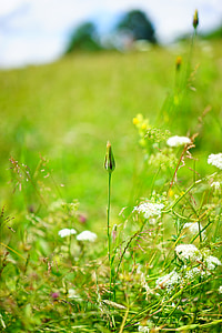 Meadows dubius, Bud, một chòm râu dê, tragopogon pratensis, vật liệu composite, họ Cúc, đồng cỏ mager