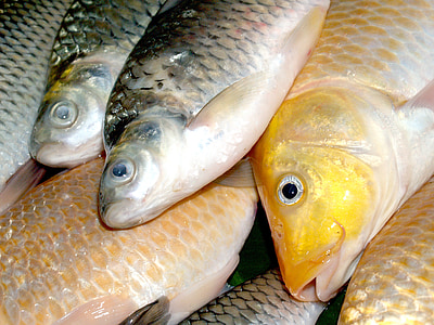 ปลา, ปลาคาร์พ, รับประทานอาหาร, แม่น้ำ, หอก, กาว, สวายและ