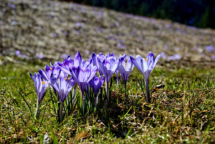 Tatrai, krokas, Kościeliska slėnis, žiemą, pavasarį, turizmo, Vakarų Tatrai