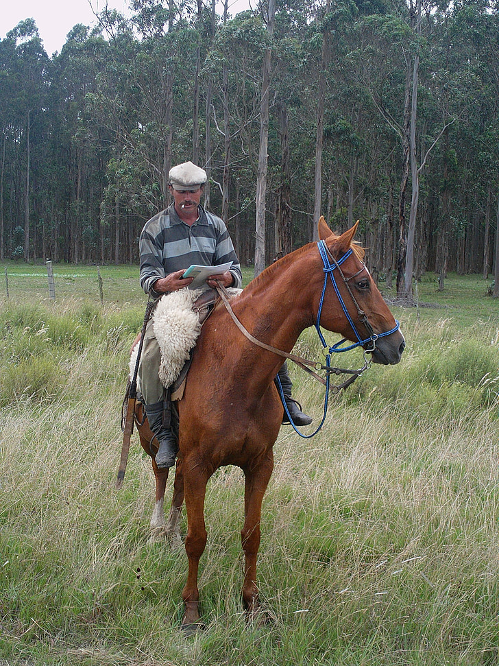 arriero, Uruguay, Paisano, Rider, veld