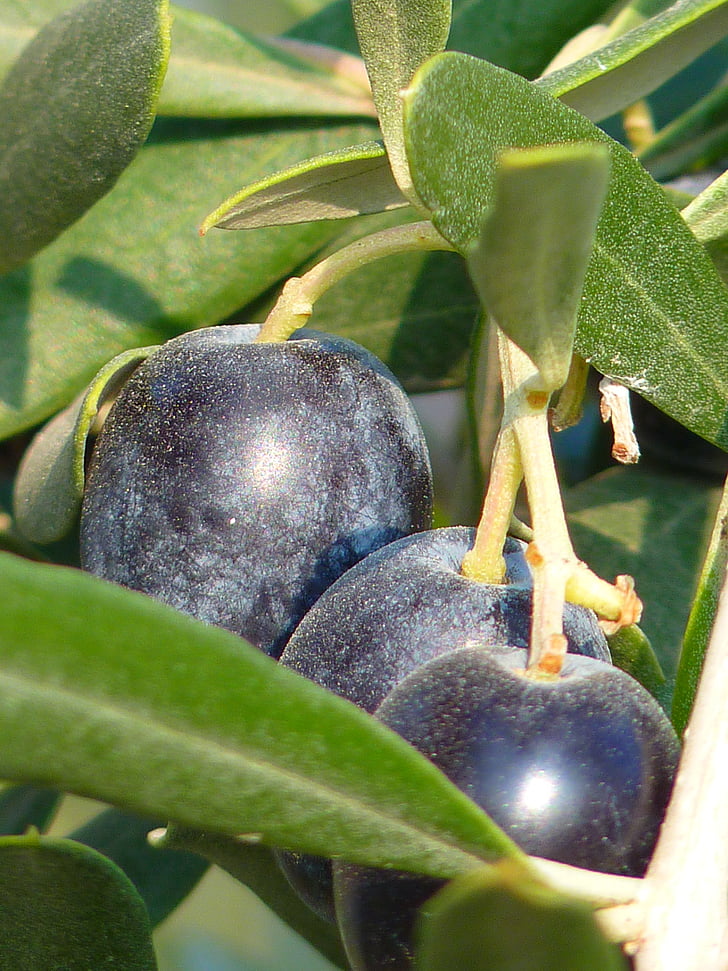 oliwki, owoce, drzewo oliwne, oelfrucht, Olive branch, Natura, roślina
