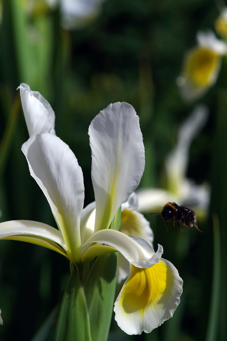 iris, bee, flower, white, garden, outdoors, bumble