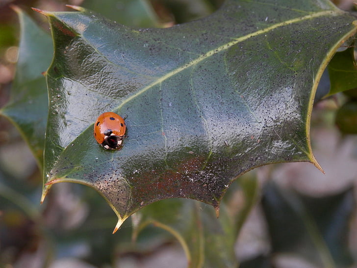 ladybug, holly, leaf