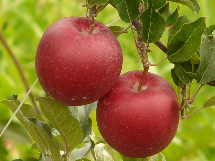 ябълка, плодове, ядат, природата, здрави, червен, насажденията