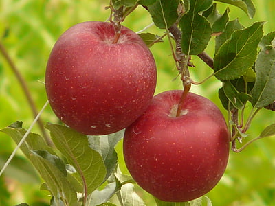 Poma, fruita, menjar, natura, Sa, vermell, plantació