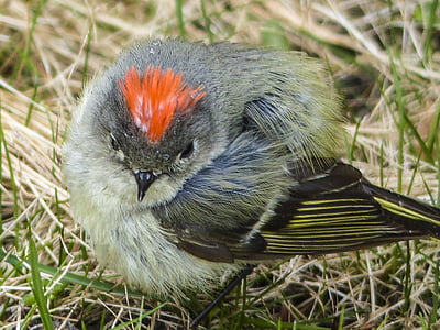 Chipping sparrow, Sparrow, spizella passerina, burung, berbulu, alam, Close-up