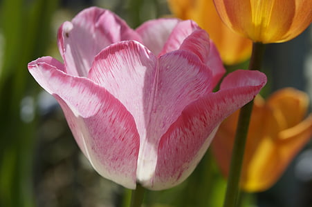 Tulip, blomst, rosa, våren, hage, blomsterhage, makro