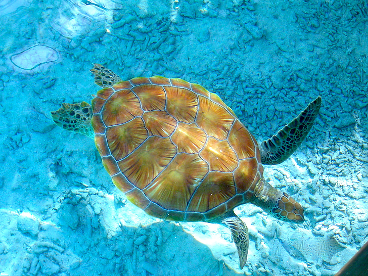 schildpadden, lagune, helder water, vakantie, zee, Scuba diving