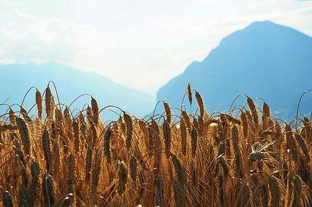 pšenice, polje, gore, žita, nebo, zrn, obzorje