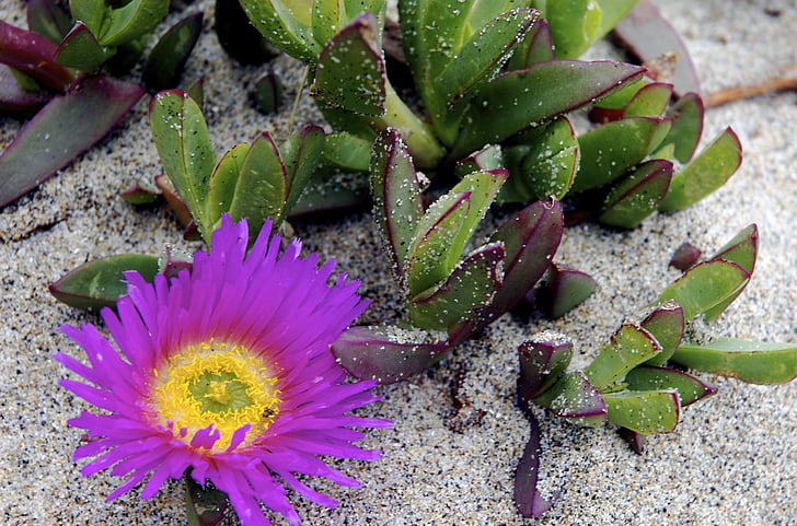 succulent, plant, beach, sand, blossom, purple, lilac