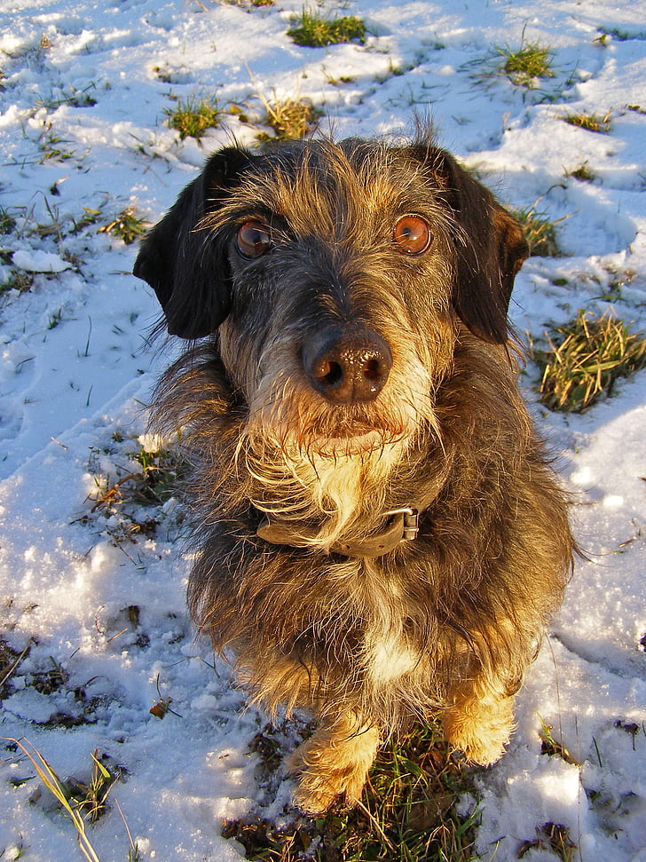 Chó lùn Dachshund, con chó, vật nuôi, tuyết, mùa đông, vật nuôi, răng nanh