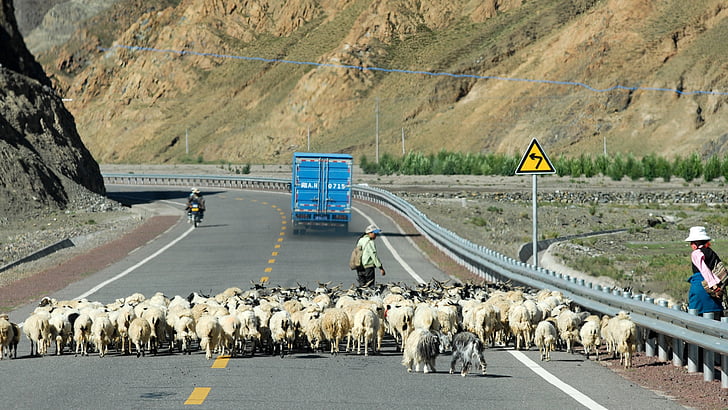 tibet, goats, road, country life
