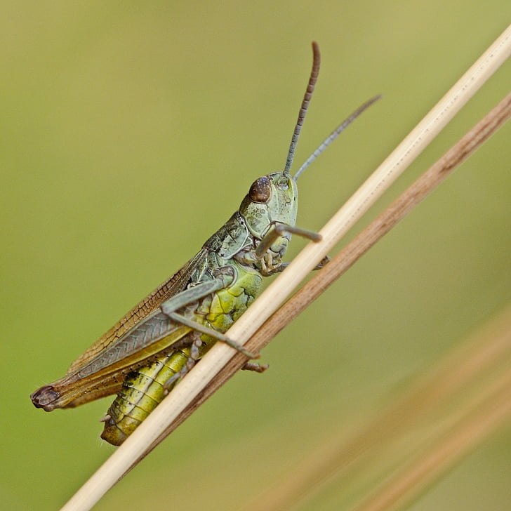 desert locust, insect, macro, nature, animal, grasshopper, locust