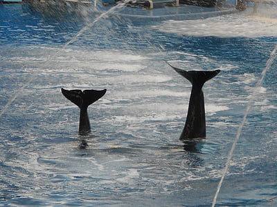 balena, cua, shamu, Parc aquàtic, l'Aqua Mostra el
