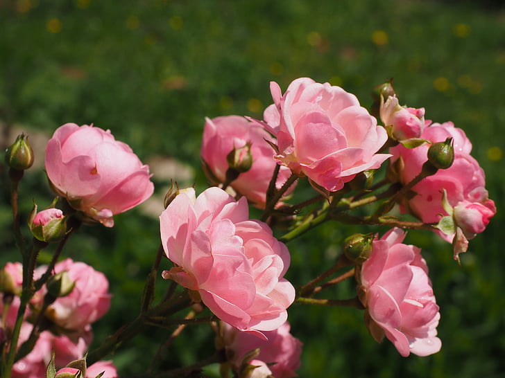 Hoa hồng, rosebush, màu hồng, vườn hoa hồng, Blossom, nở hoa, Sân vườn