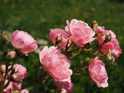 roses, rosebush, pink, garden roses, blossom, bloom, garden