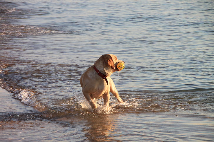 dog, play, running, sea, water, wave, animals