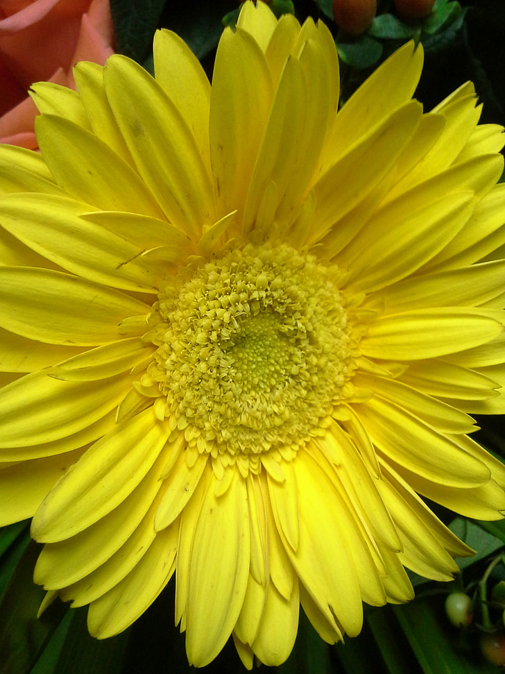 Daisy, roślina, wiosna, Flora, Natura, żółty