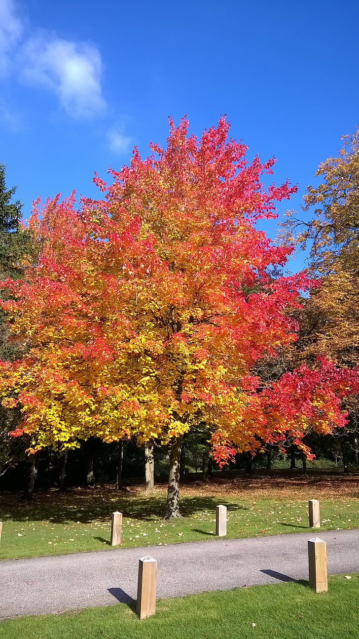 autumn, leaves, essex, tree, sky, blue, red