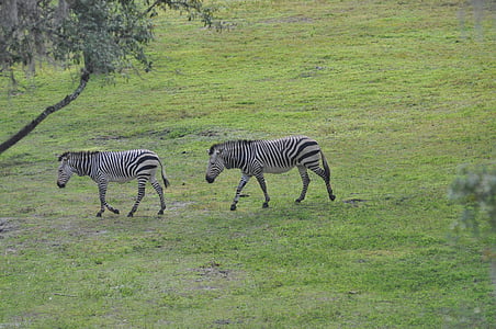 zebres, sabana, animal