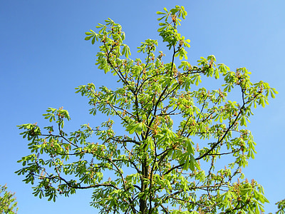 Aesculus hippocstanum, Hevoskastanja, Conker puu, Flora, puu, kasvi, kasvitieteen