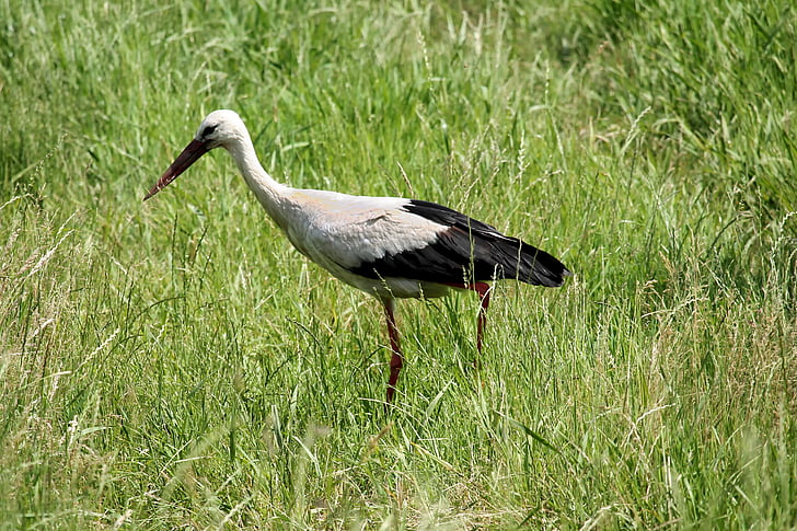 stork, meadow, bird, eastern, foraging