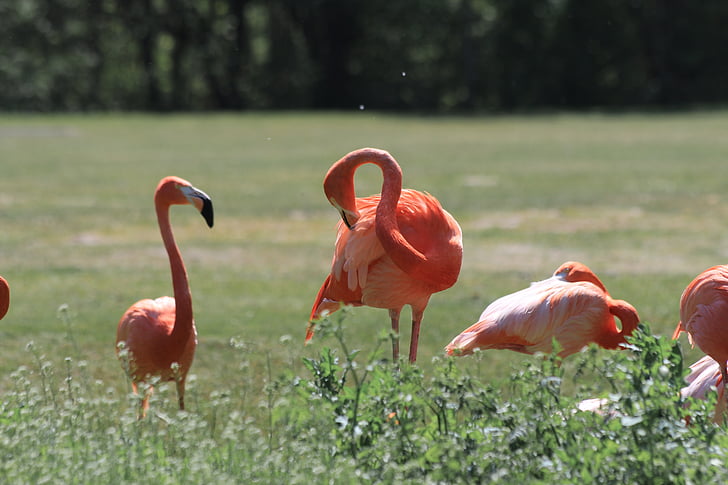 flamingas, zoologijos sodas, paukščiai, rožinė