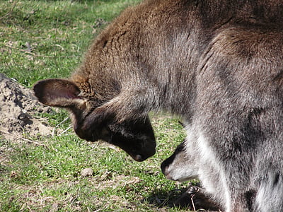 kenguru, živalski vrt, mladi